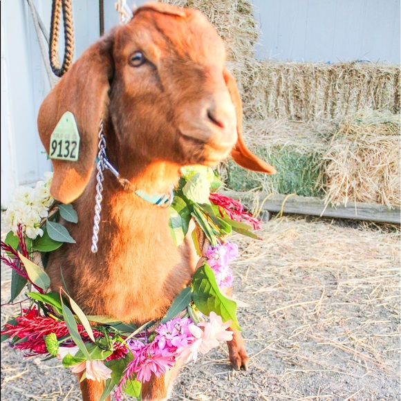 Meet your Posher, Bailey - Picture 1 of 1